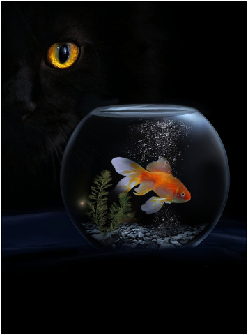 animal-cat-goldfish-fish-pet-4693954