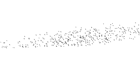 birds-flock-silhouette-flying-fly-5759717