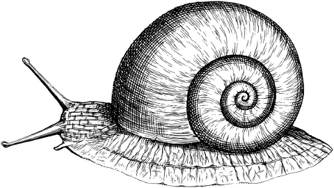 snail-mollusk-shell-antennae-5812983
