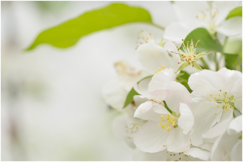 blooming-cherry-blossom-pure-white-5171624