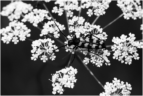 baldurek-striped-the-beetle-4367874