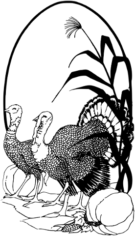 turkey-bird-line-art-thanksgiving-5198149