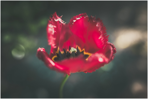 fringed-tulip-tulip-nature-flower-5123895