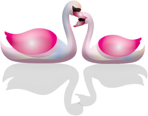 swans-valentine-s-day-pink-elegant-4799605
