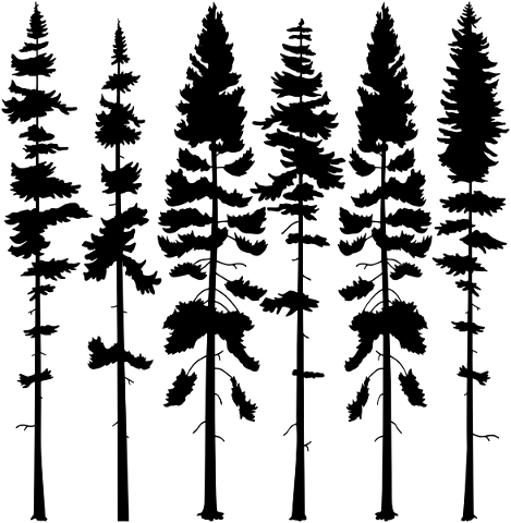 pine-trees-forest-silhouette-5815881