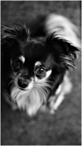 background-black-and-white-chihuahua-4642732