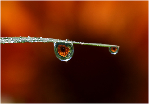 drops-water-dew-macro-grass-rain-4321147