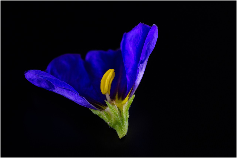 gentian-blossom-bloom-purple-bush-4410837