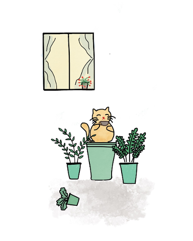 cat-coffee-window-plants-planters-5200903