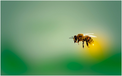 honeybee-bee-honey-insect-nature-4913122