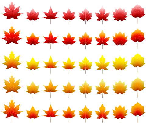 leaf-border-maple-leaf-fall-5112159