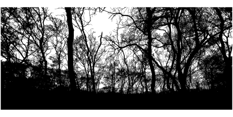 forest-trees-silhouette-branches-5138562