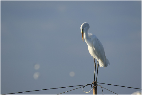 bird-egret-great-egret-white-4598107