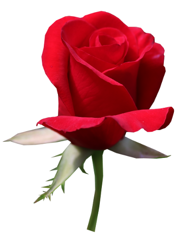 rose-red-bud-romantic-valentine-4942713