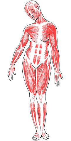 woman-body-anatomy-female-biology-5786157