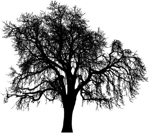 tree-landscape-silhouette-plant-5269119