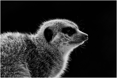 meerkat-animal-nature-zoo-4383904