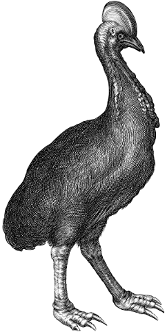 cassowary-bird-line-art-animal-5782987