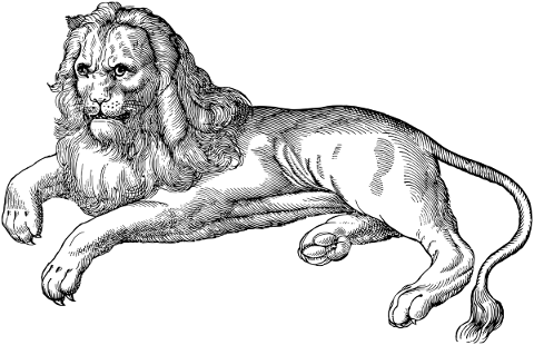 lion-animal-line-art-feline-5198253