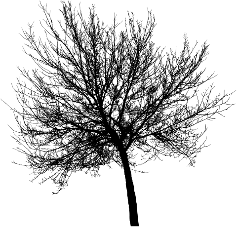 tree-landscape-silhouette-plant-5147242