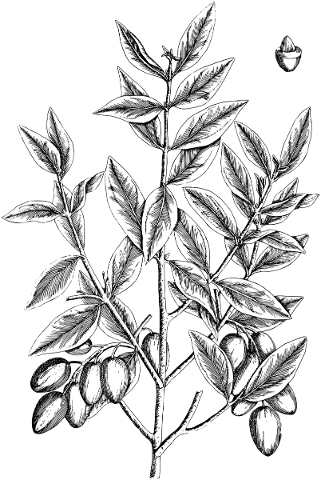 olive-branch-olive-line-art-plant-5178974