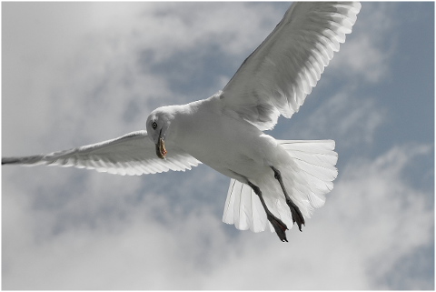 herring-gull-seagull-4342225