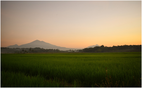rice-field-landscape-agriculture-4312093