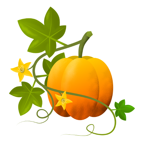 pumpkin-illustration-plants-4447441