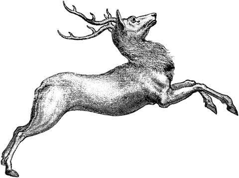 deer-reindeer-animal-line-art-5829492
