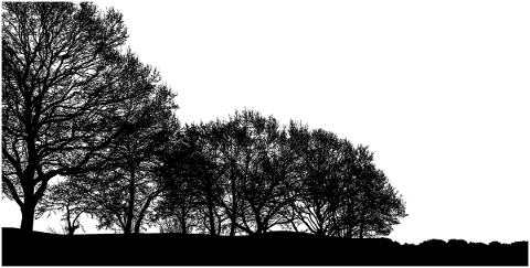 forest-trees-silhouette-branches-5028943