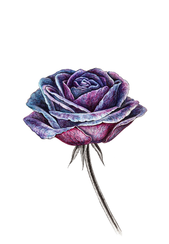 violet-watercolor-watercolour-4460071
