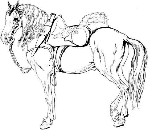 horse-vintage-line-art-equine-5151193