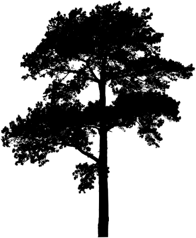 silhouette-tree-plant-foliage-wood-5605066