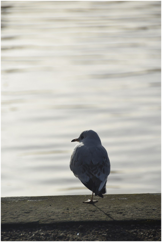 bird-nature-seagull-lake-4790166
