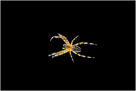 araneus-spider-isolated-insect-4473803