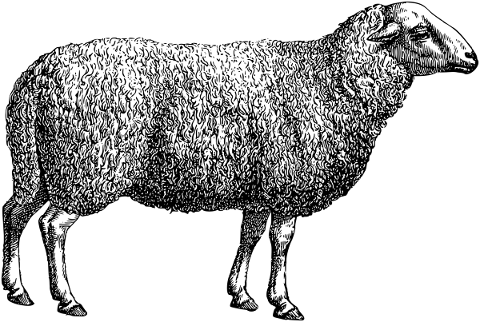 sheep-animal-line-art-lamb-vintage-5202493