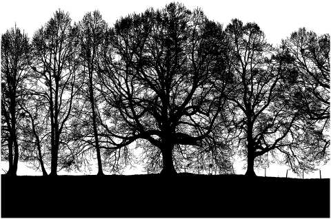 forest-grove-trees-silhouette-tree-4098995