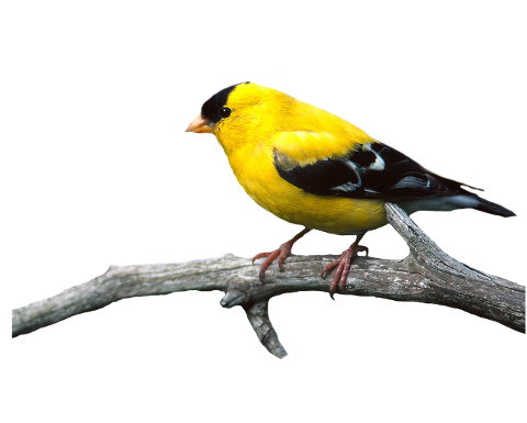 bird-animal-nature-plumage-feather-4623160