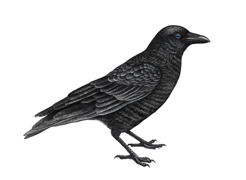 crow-raven-black-dark-bird-ink-4779560