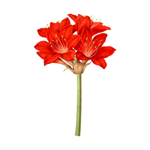 amaryllis-flower-flowers-red-green-4653721