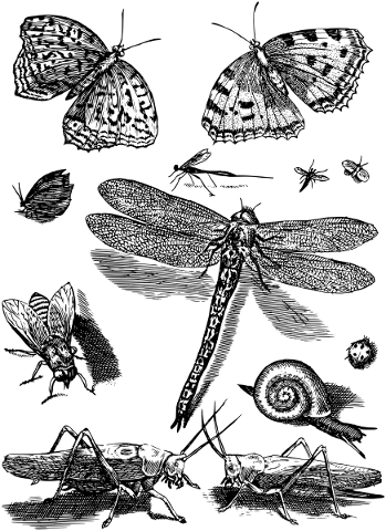 insects-animals-line-art-butterfly-5171432