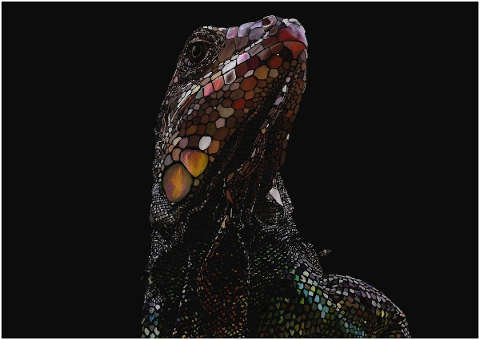 lizard-colorful-reptile-close-up-4864197