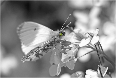 black-white-butterfly-monochrome-4660097