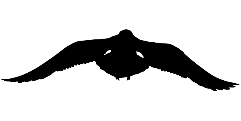 seagull-bird-silhouette-animal-5220726