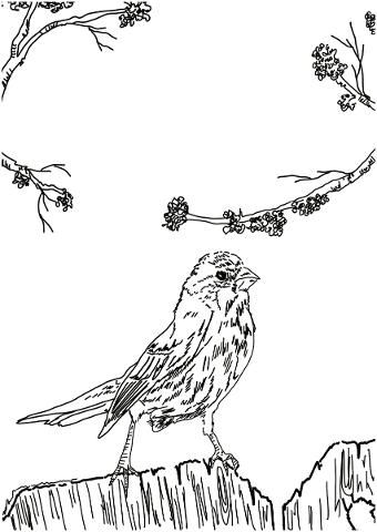 bird-black-and-white-sketch-branch-5097574