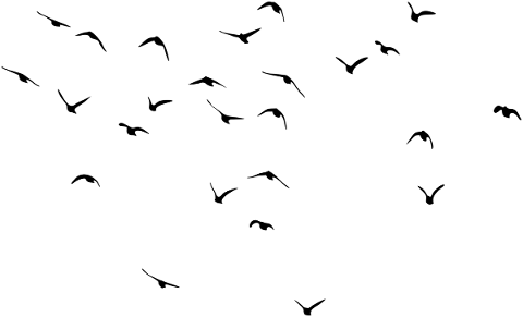 birds-flying-silhouette-flock-5756734