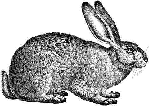 rabbit-bunny-line-art-hare-animal-4524798