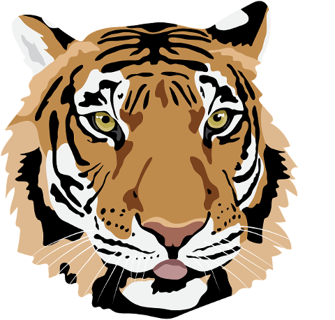 tiger-tiger-cat-big-cat-wild-animal-4495107