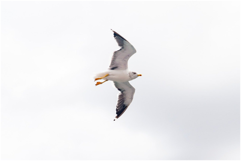 sky-bird-nature-seagull-animal-4760863