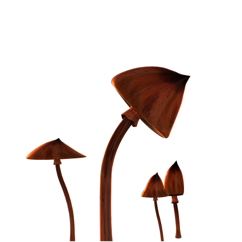 shrooms-mushrooms-isolated-4917661